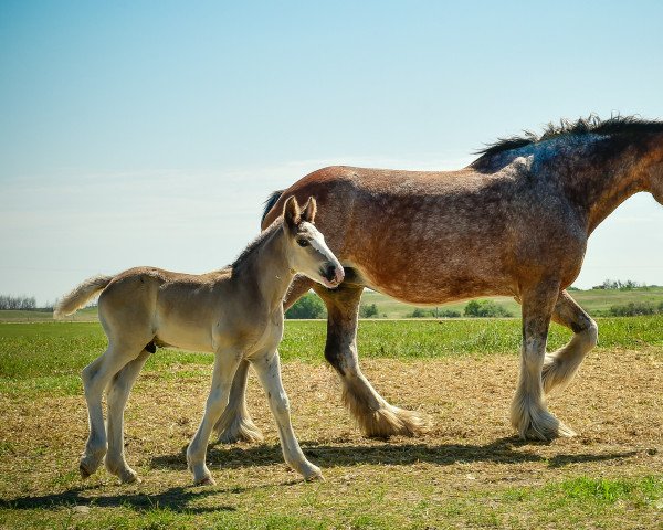 broodmare Sagehill Diamond Pat (Clydesdale, 2008, from Hill Topper Blaze)