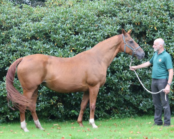 Zuchtstute Lady Whisper (Hannoveraner, 2009, von Locksley II)