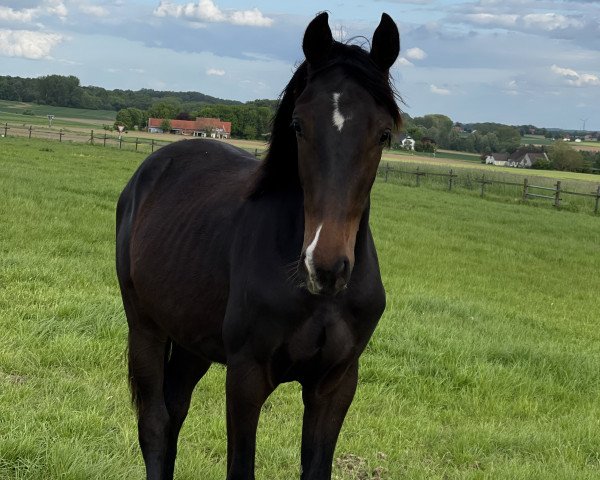 Pferd Felino 22 (Westfale, 2022, von Farrell)