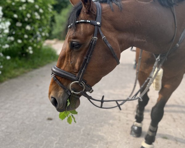 jumper Allure 25 (Zangersheide riding horse, 2016, from Armitage)