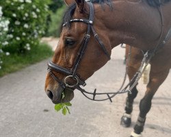jumper Allure 25 (Zangersheide riding horse, 2016, from Armitage)