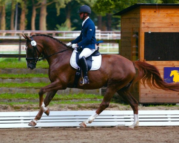 Dressage horse Quivive 12 (German Sport Horse, 2008, from Quaterback)