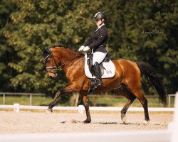 Dressurpferd Damon Moonlight (Deutsches Reitpony, 2008, von FS Don't Worry)