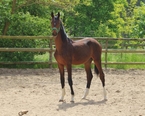 horse Valdi (Oldenburg, 2022, from Valdiviani)