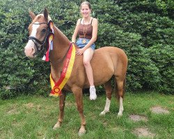 dressage horse Drei D Heartbreaker (German Riding Pony, 2014, from Dreidimensional AT NRW)