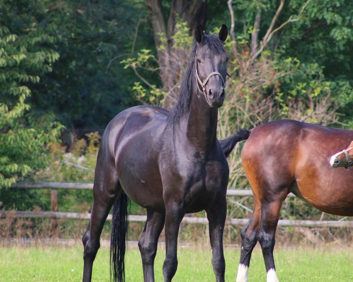 broodmare Fräulein Jaqueline (Oldenburg, 2017, from Fürst Wilhelm)