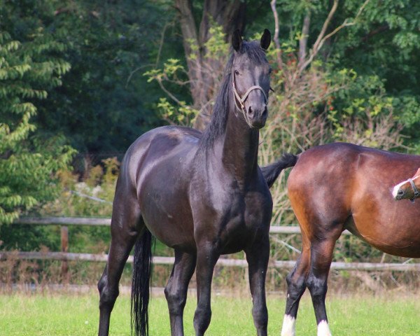 broodmare Fräulein Jaqueline (Oldenburg, 2017, from Fürst Wilhelm)