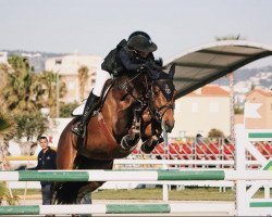 jumper Capich (Danish Warmblood, 2008, from Casall Ask)