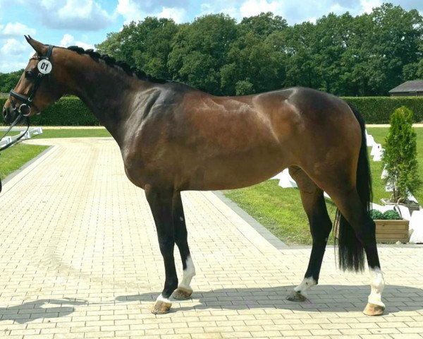 jumper Aloha (Oldenburg show jumper, 2019, from Acomet)