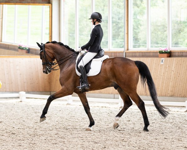Dressurpferd Vince 18 (Oldenburger, 2014, von Blue Hors Veneziano)