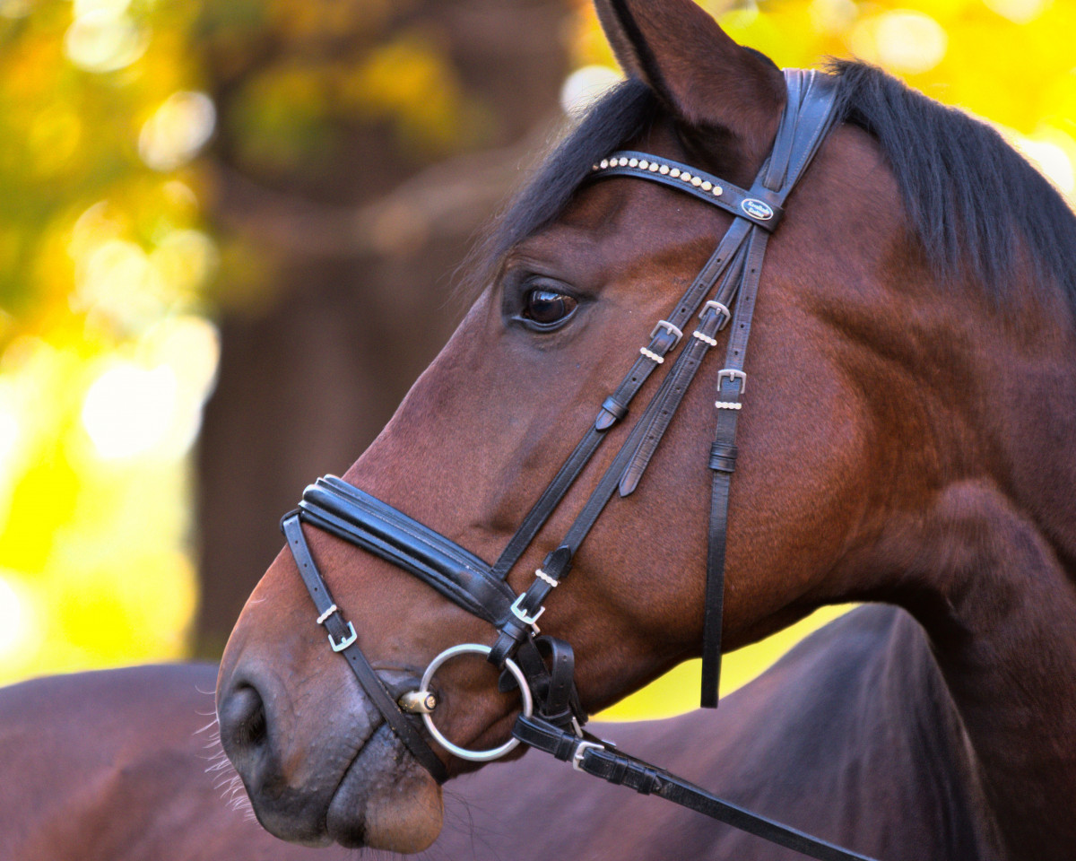 dressage horse Forte Fortissimo (Hanoverian, 2016, from Tannenhof's Fahrenheit)