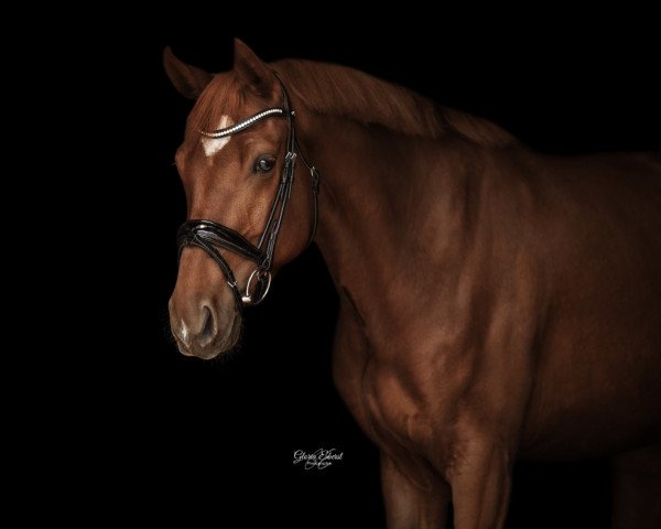 dressage horse Forever my Gisi (Oldenburg, 2019, from Fashion In Black NRW)