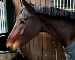 dressage horse Bassiano (Hanoverian, 2019, from Borsalino)