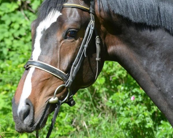 Springpferd Moon Pie S (Holsteiner, 2018, von Million Dollar)