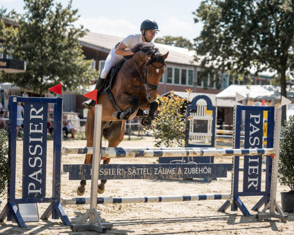 jumper Guinness (Hanoverian, 2015, from Gandhi)