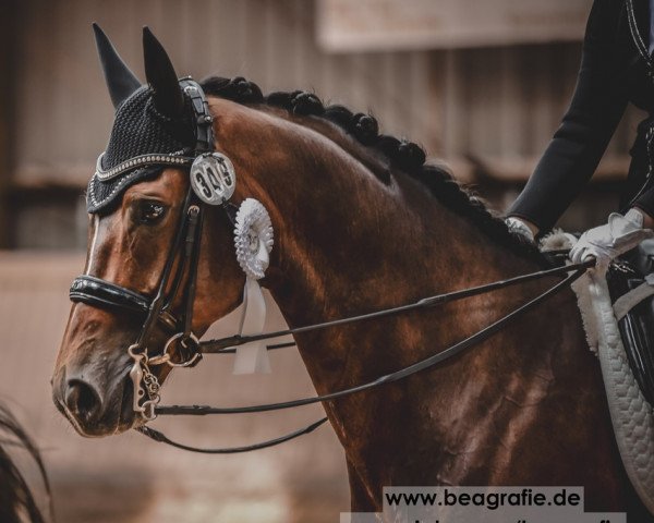 dressage horse Fürst Lissaro (Hanoverian, 2014, from Franziskus FRH)