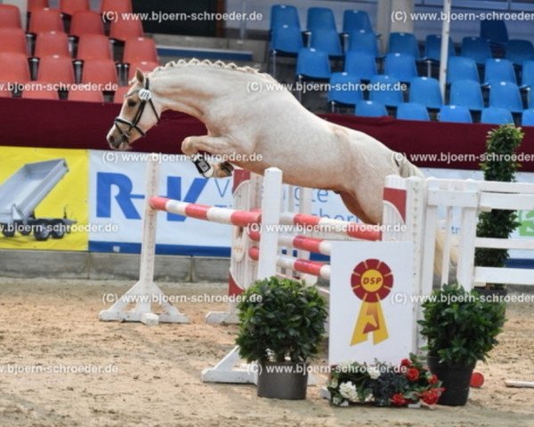 horse Neymar (German Riding Pony, 2018, from Heidbergs Nancho Nova)