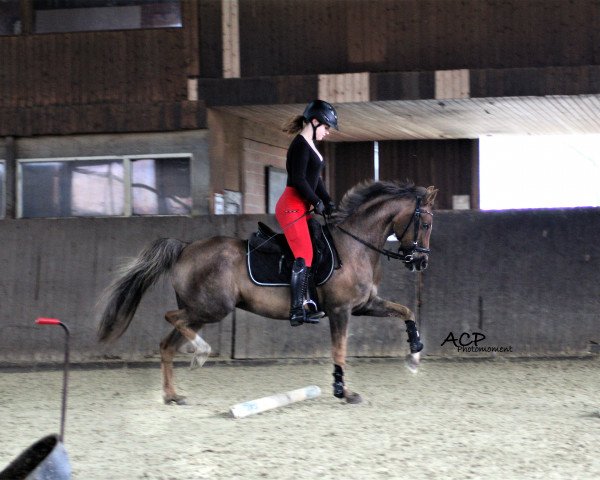 Springpferd Vicky 266 (Deutsches Reitpony, 2007, von Golden Leroy)