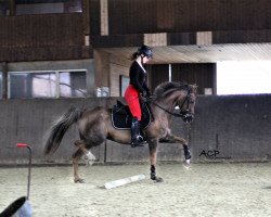 Springpferd Vicky 266 (Deutsches Reitpony, 2007, von Golden Leroy)