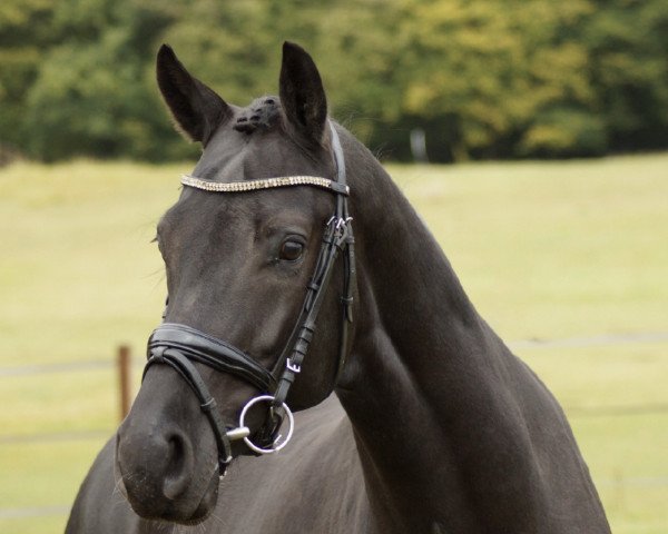 horse Linn Utopia (KWPN (Royal Dutch Sporthorse), 2016, from Kastel's Grand Galaxy Win)