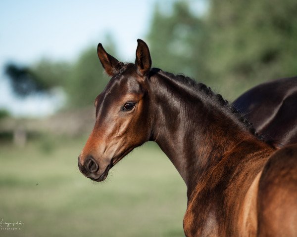 horse Dancing Queen (Oldenburg, 2021, from Dynamic Dream)