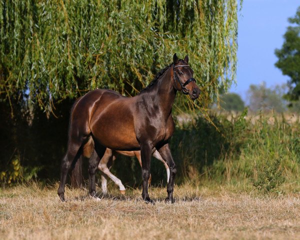 Zuchtstute Rubinera (Oldenburger, 2007, von Rubinero 2)