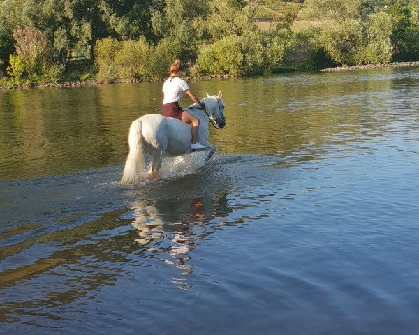 horse Odie 6 (unknown, 2009)