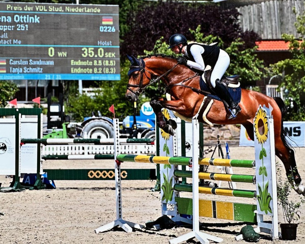 jumper Cooper 251 (Holsteiner, 2017, from Casall Ask)