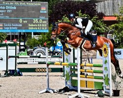 Springpferd Cooper 251 (Holsteiner, 2017, von Casall Ask)