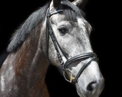 dressage horse Balcormo Sunshine (Irish Draft Horse, 2016, from Balcormo Sir Rocco)