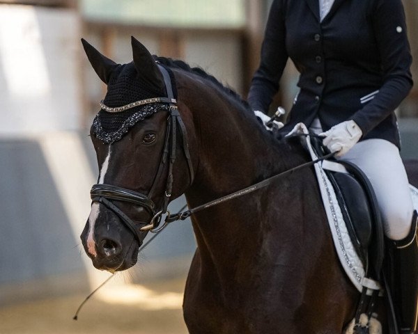 Dressurpferd Bridgestone G (Oldenburger, 2013, von Bretton Woods)