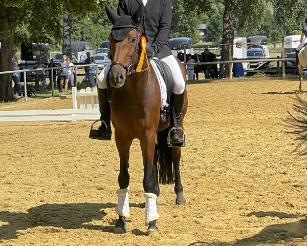 dressage horse Calypso AB (Westphalian, 2018, from Contini)