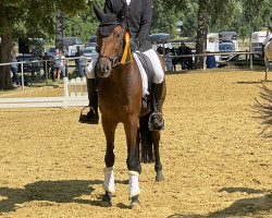 Dressurpferd Calypso AB (Westfale, 2018, von Contini)