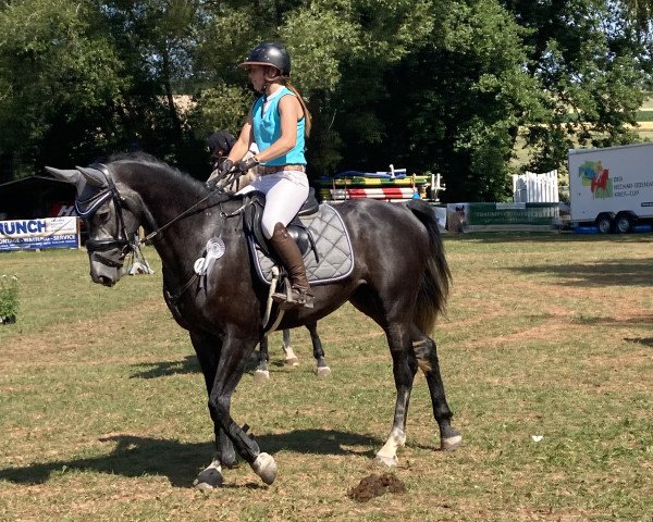 jumper Django SB (Württemberger, 2019, from Diacontinus)
