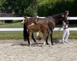 horse Escandilla SB (German Sport Horse, 2023, from Esmeraldo FM)