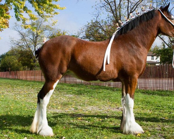 broodmare Willow Way Lexus (Clydesdale, 2011, from Zorra Highland Captain)