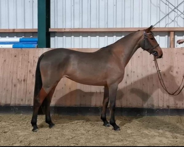 jumper Emy FZ (Italian Warmblood, 2019, from Emerald van 't Ruytershof)