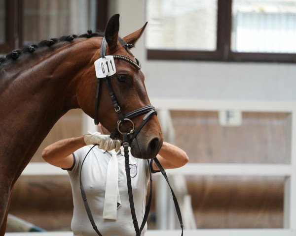 Dressurpferd Feine Debby (Hannoveraner, 2020, von Finest)
