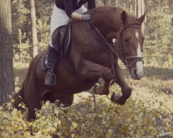 broodmare Golden Girl (German Sport Horse, 2005, from Moosbachhofs Goldwing)