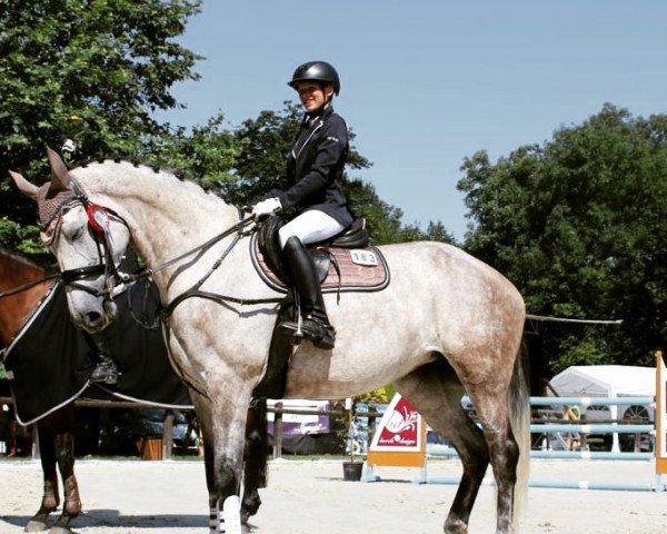 Springpferd Quantana 33 (Deutsches Reitpferd, 2017, von Quasimodo vd Molendreef)