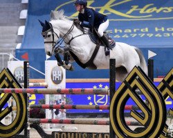 jumper Cendrillon du Ruisseau Z (Zangersheide riding horse, 2011, from Calvaro Z)