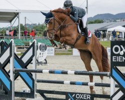 jumper Don Camillo vd Ronevallei Z (Zangersheide riding horse, 2016, from Dutch Capitol)
