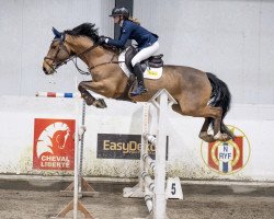 jumper Nabucco Von Rocherath Z (Zangersheide riding horse, 2014, from Nonstop)