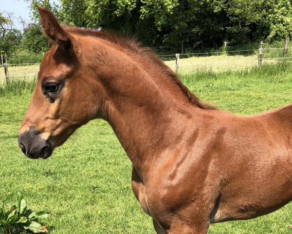 horse Dino (Westphalian, 2023, from Diro)