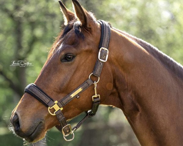 dressage horse Suppenkaspar (KWPN (Royal Dutch Sporthorse), 2019, from Spielberg)