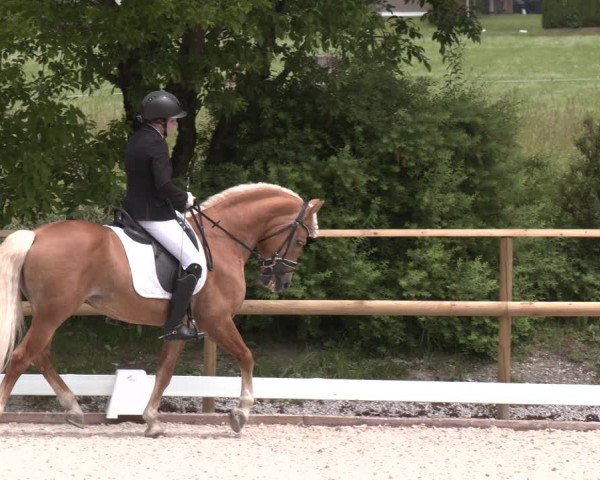 Reitturnier St. Ulrich am Pillersee 2023
