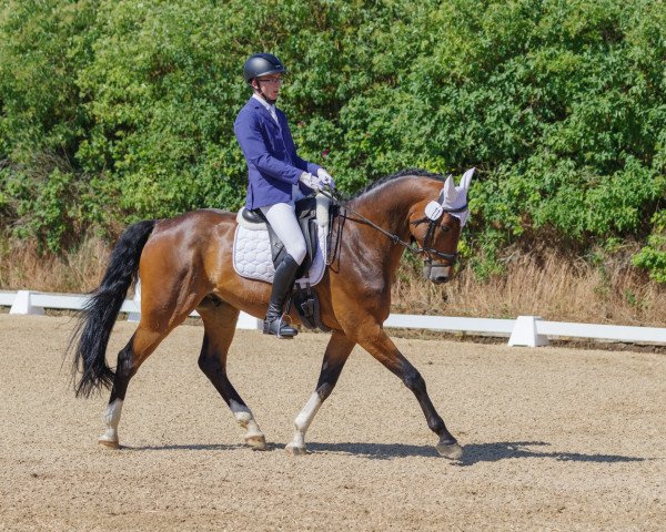 dressage horse Areion 5 (Holsteiner, 2016, from Amber 119)