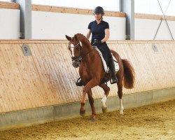 broodmare Easy (Westphalian, 2020, from Escamillo)