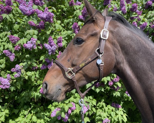 horse Rock'n Rosie (Oldenburg, 2017, from Zack)