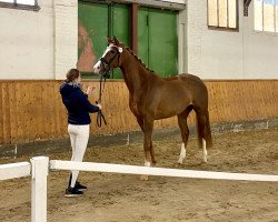 Pferd Ladina (Hannoveraner, 2016, von Londontime)